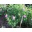 Duchesse de Berry