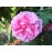 Duchesse de Buccleugh