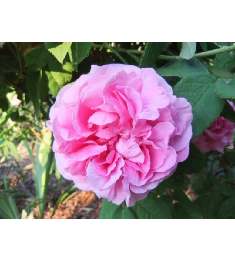 Duchesse de Buccleugh