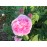 Duchesse de Buccleugh