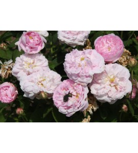 Duchesse de Montebello
