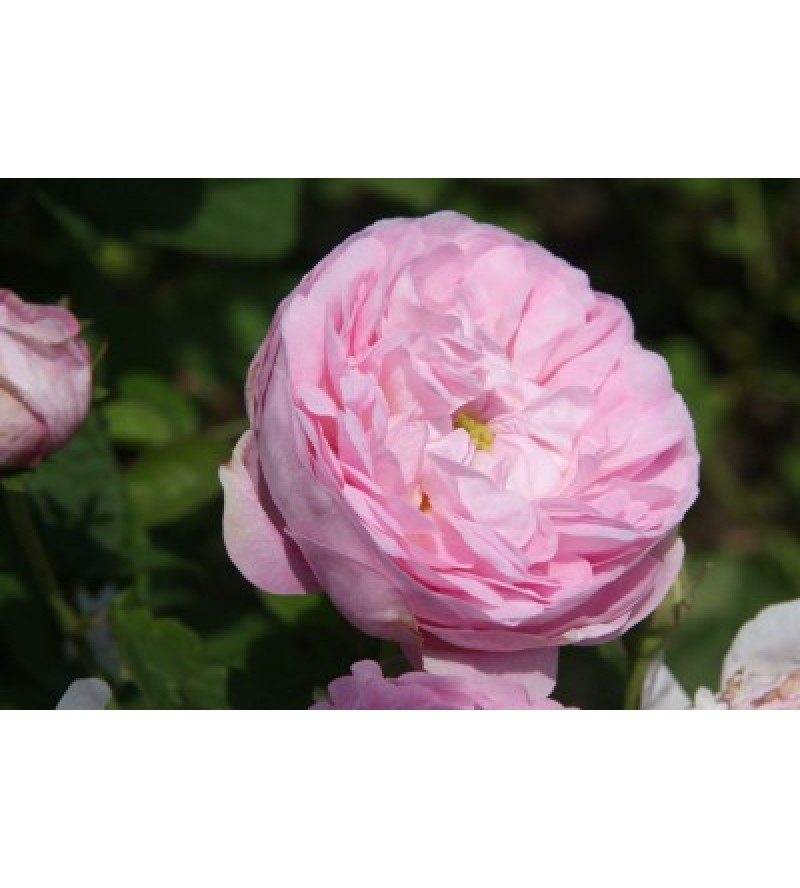 Duchesse de Montebello