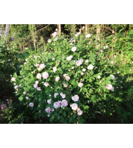 Duchesse de Montebello
