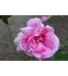 Empress Josephine