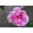 Empress Josephine