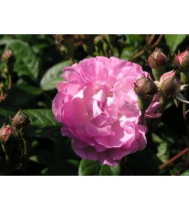 Geschwinds Nordlandrose
