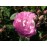 Geschwinds Nordlandrose