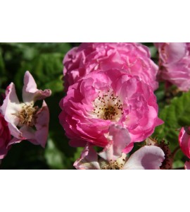 Geschwinds Nordlandrose