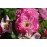 Geschwinds Nordlandrose