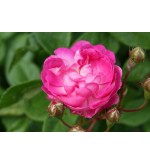 Geschwinds Nordlandrose