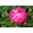 Geschwinds Nordlandrose