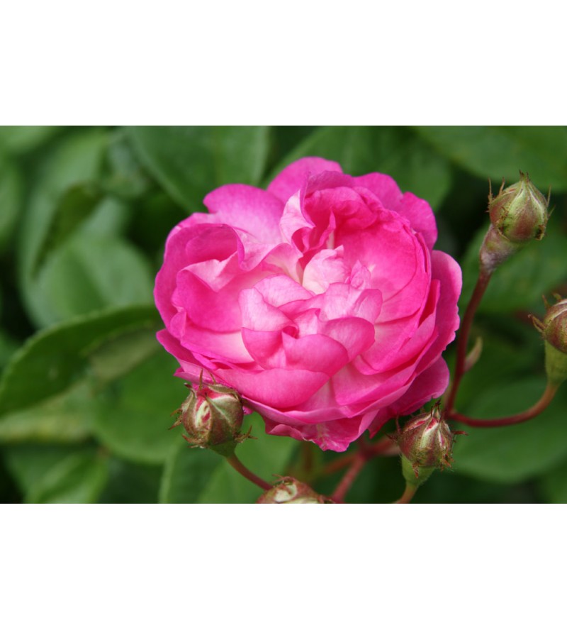 Geschwinds Nordlandrose
