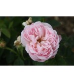Great Maiden´s Blush