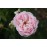 Great Maiden´s Blush