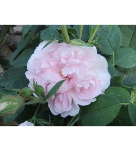 Great Maiden´s Blush