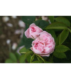 Great Maiden´s Blush