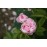 Great Maiden´s Blush