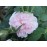Great Maiden´s Blush