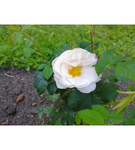 Hebe´s Lip (Reine Blanche, Rubrotincta)