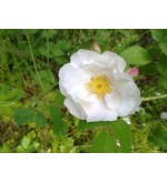 Hebe´s Lip (Reine Blanche, Rubrotincta)