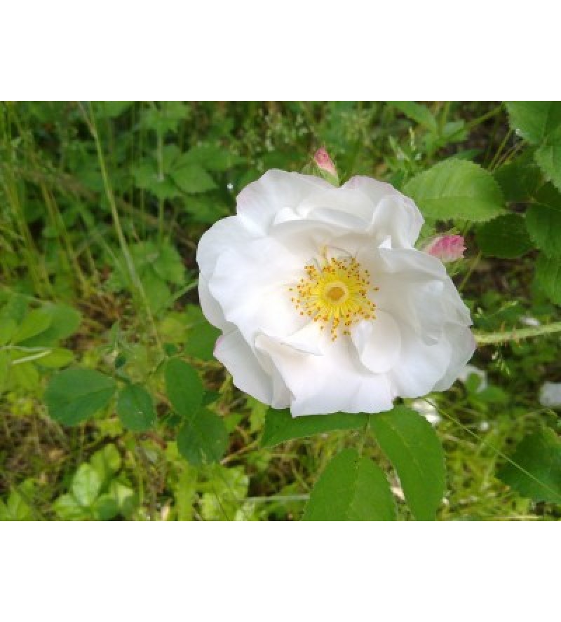 Hebe´s Lip (Reine Blanche, Rubrotincta)