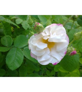 Hebe´s Lip (Reine Blanche, Rubrotincta)