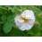Hebe´s Lip (Reine Blanche, Rubrotincta)