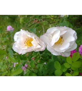 Hebe´s Lip (Reine Blanche, Rubrotincta)