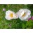 Hebe´s Lip (Reine Blanche, Rubrotincta)