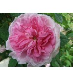 Ispahan