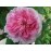 Ispahan