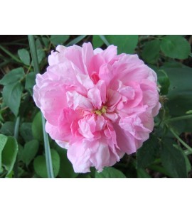 Ispahan