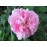 Ispahan