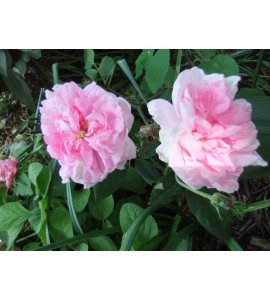 Ispahan