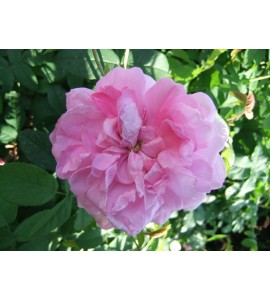 Ispahan