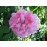 Ispahan
