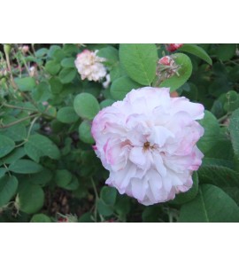 Léda (Painted Damask)