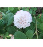 Léda (Painted Damask)