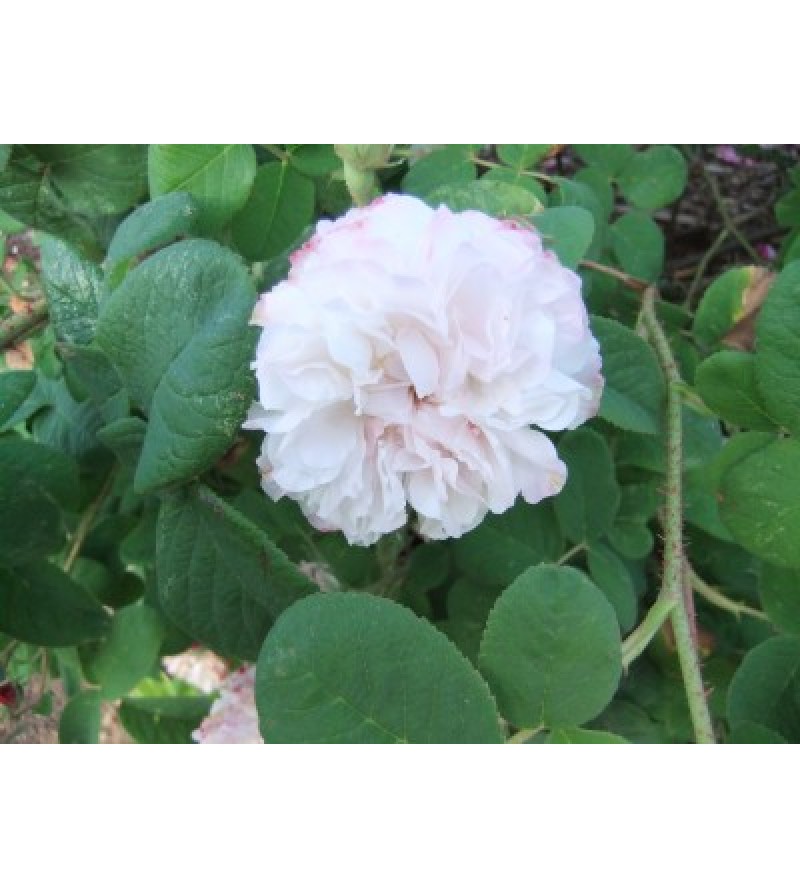 Léda (Painted Damask)
