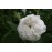 Mme Hardy