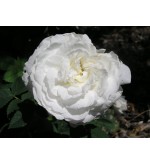 Mme Legras de St.Germain