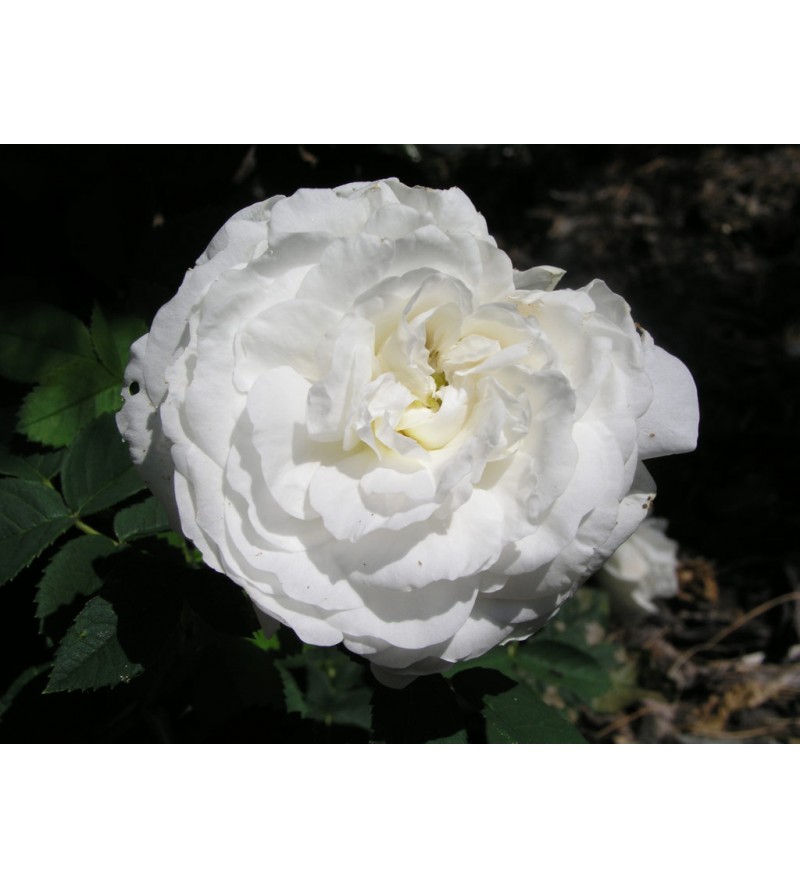 Mme Legras de St.Germain