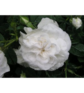 Mme Legras de St.Germain