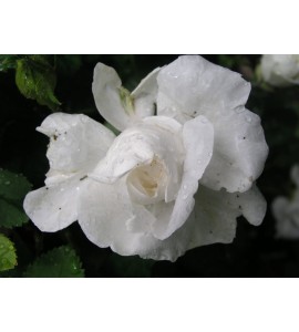 Mme Legras de St.Germain
