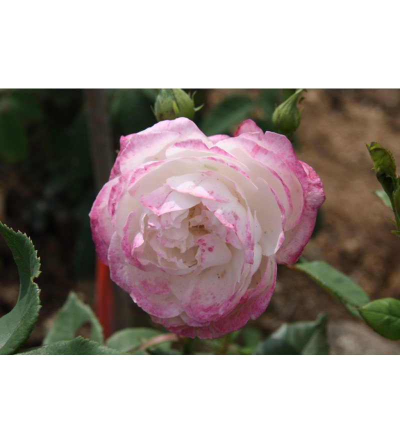 Mme Pierre Oger