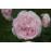Mme Pierre Oger