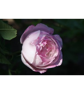 Mme Pierre Oger