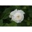 Mme Plantier