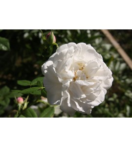 Mme Plantier