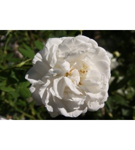 Mme Plantier